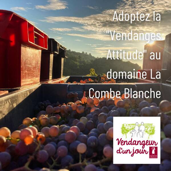 Vendangeur d'un Jour® au Domaine La Combe Blanche