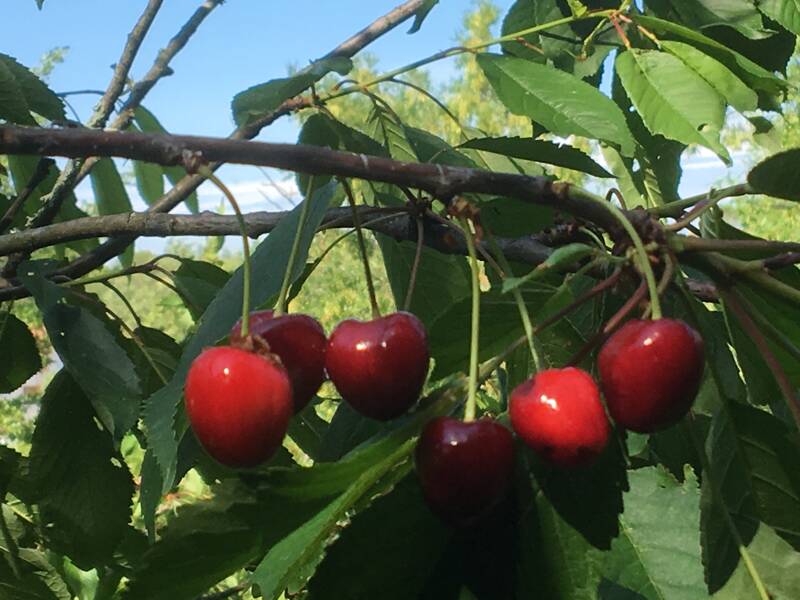 Exposition : « Autour de la cerise de Sauve »