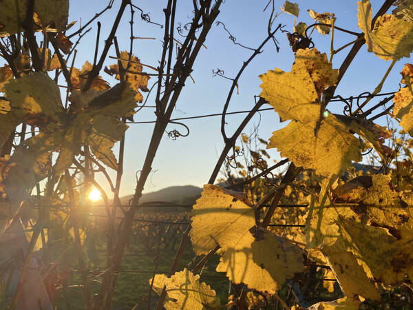 Soirée vin nouveau à la ferme