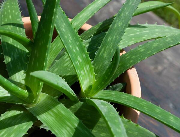 À la découverte des Vertus de l'Aloe Vera !!