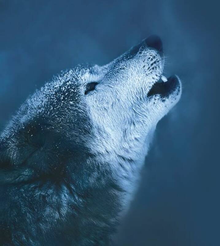 Un homme et des loups