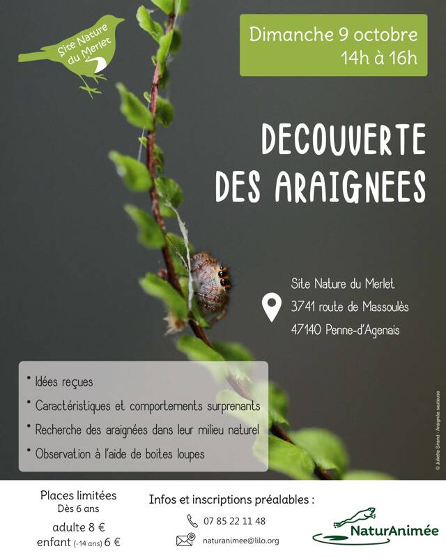 Découverte des araignées