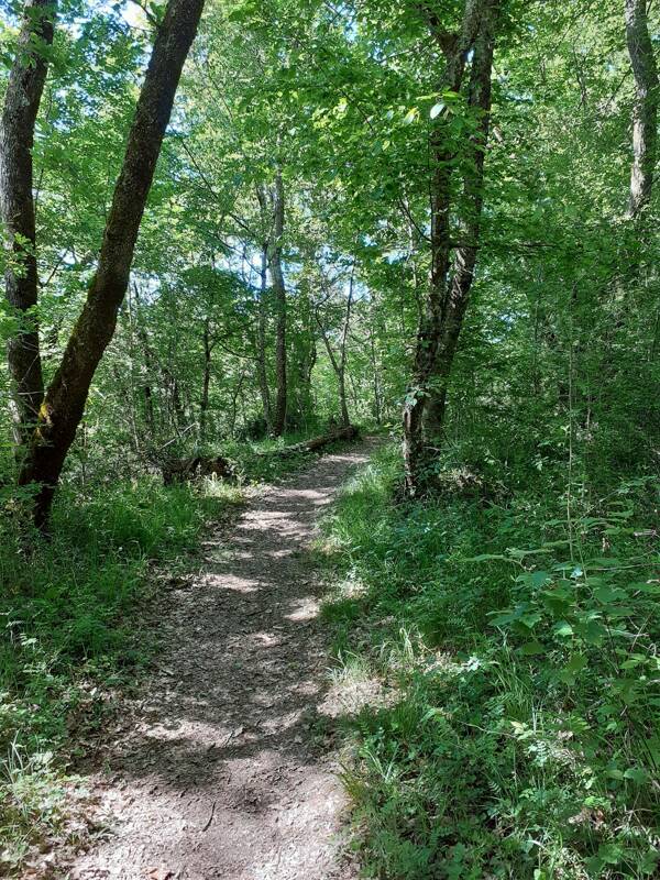 Bain de forêt et secrets des oiseaux