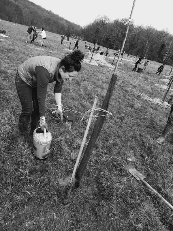 Chantier de plantation d'arbres chez un particulier à Monnaie