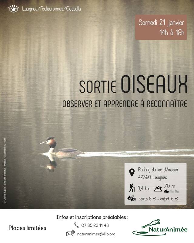 Sortie Oiseaux