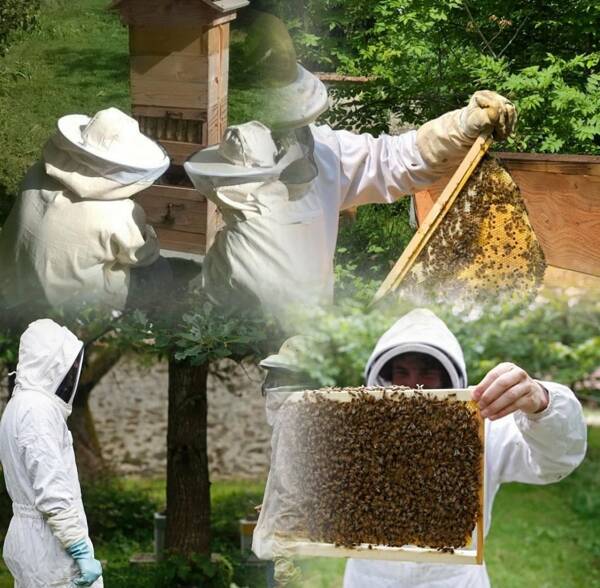 Stage Apiculture 