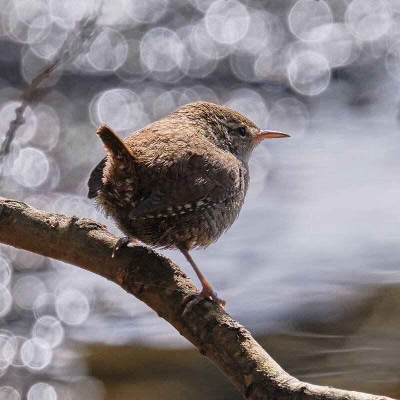 Regards Photos Nature