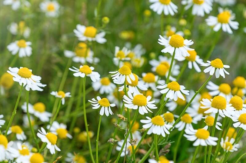 Balade botanique (découverte des plantes sauvages)