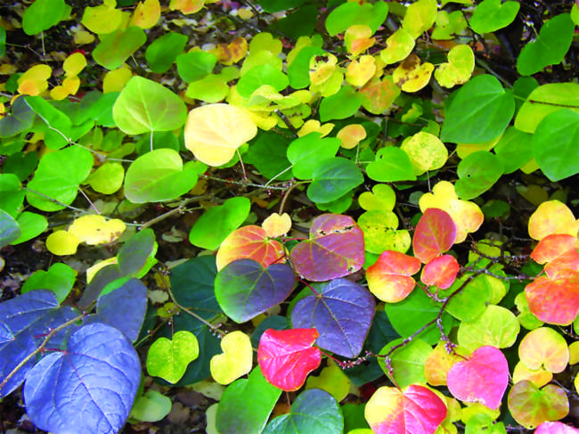 Journée des plantes d'automne