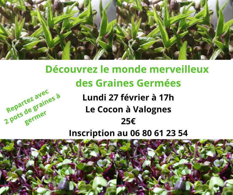 Atelier cuisine végé :  les merveilleuses graines germées