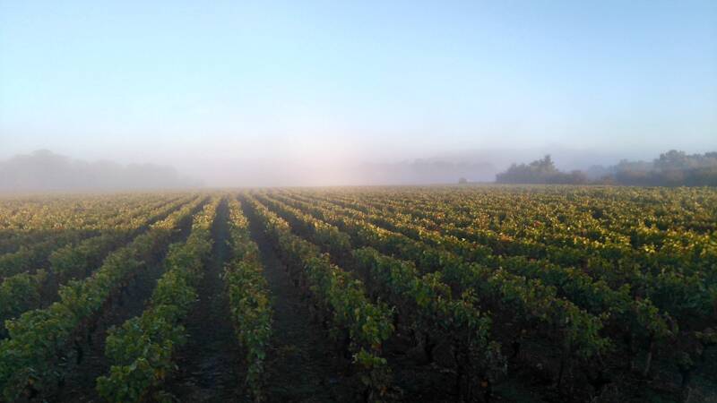 Parcours à énigmes dans les vignes