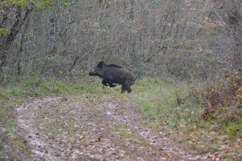 Balade en Puylacquois