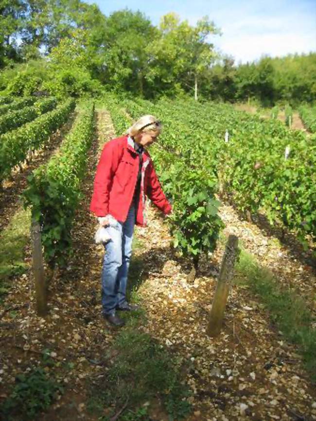 Visite guidée d'un domaine viticole avec Vinitour