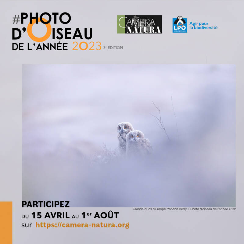 concours Photo d'oiseau de l'année 2023