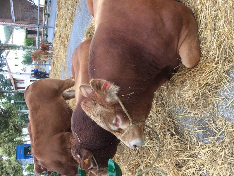 FOIRE AGRICOLE