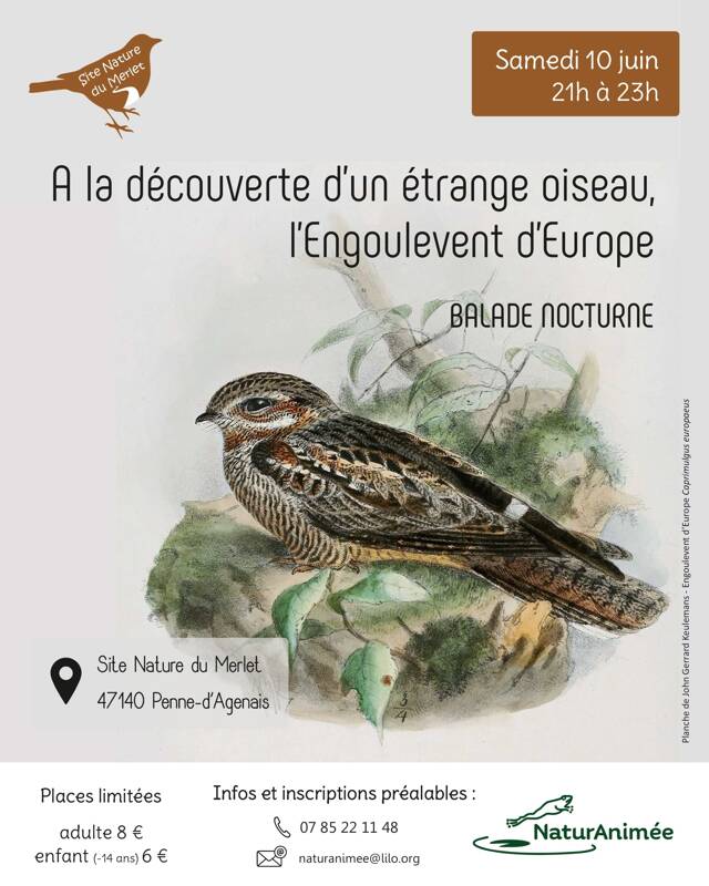 A la découverte d'un étrange oiseau, l'Engoulevent d'Europe