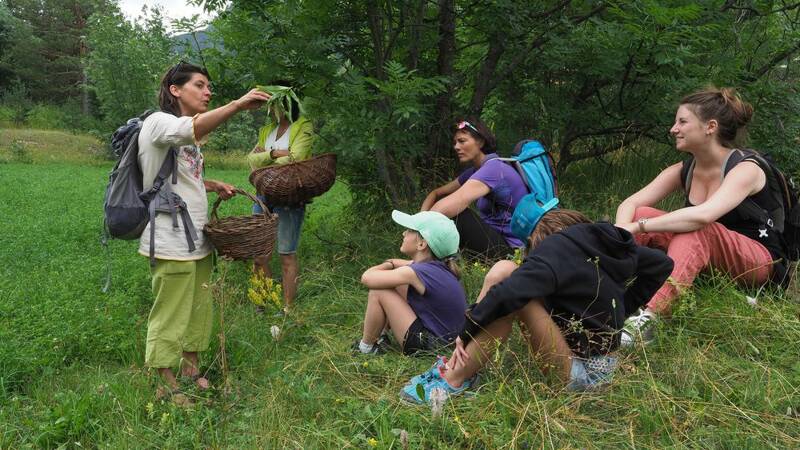 Balade scientifique : Identification des plantes