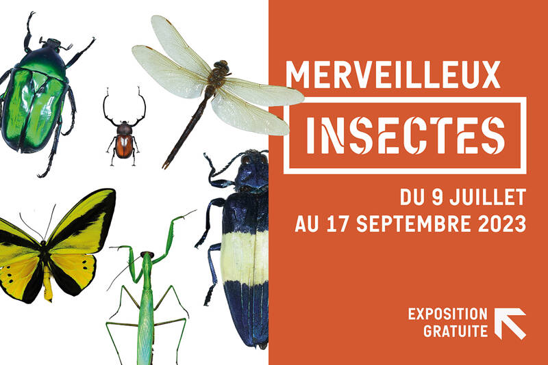 Merveilleux insectes