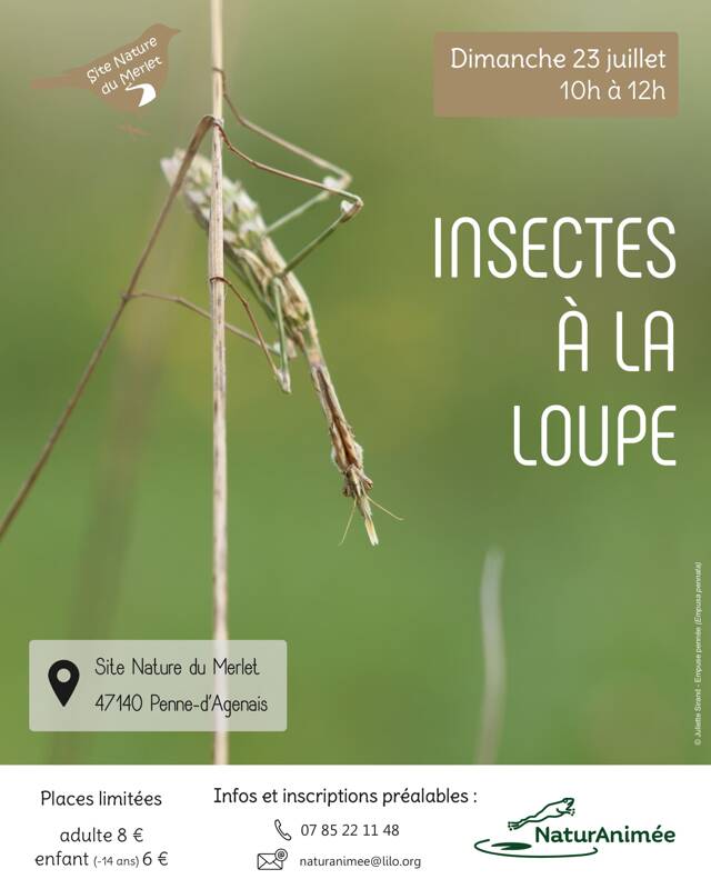 Insectes à la loupe