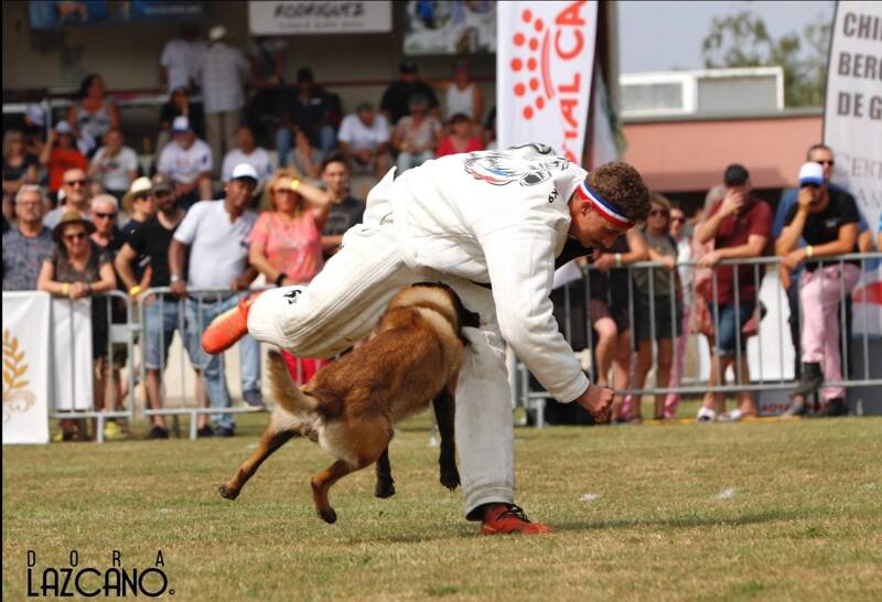 Concours de Chiens de travail