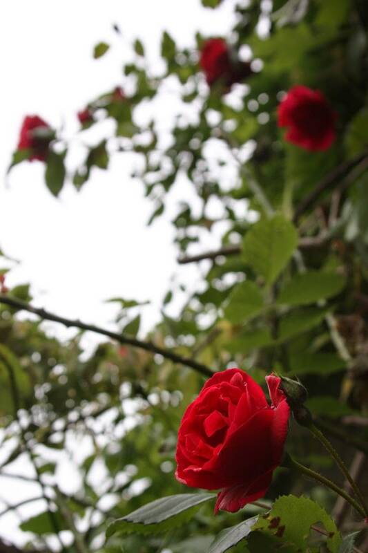 JOURNEE YOGA - COEUR - PARDON