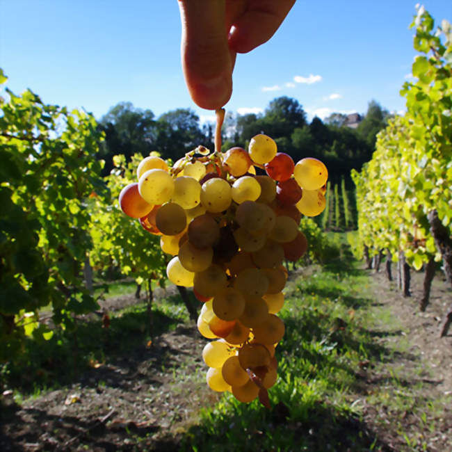 Un jeudi dans le vignoble