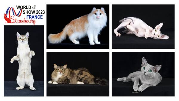 World Cat Show 2023 