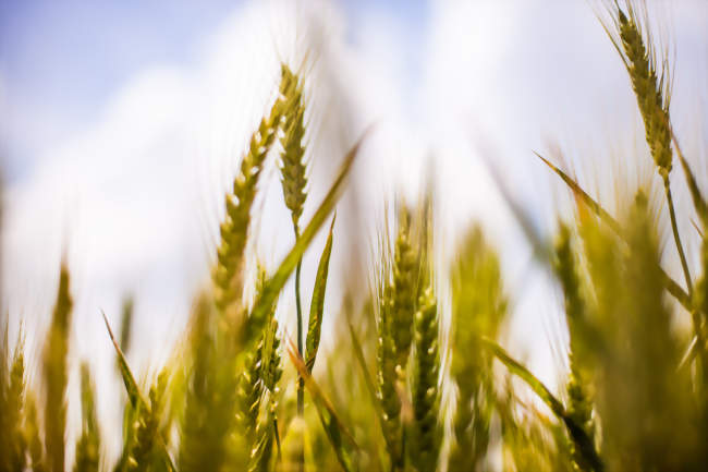 Fête de l’Agriculture Autrement