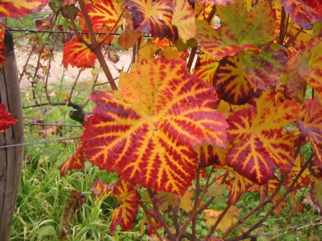 Fête de l’Automne