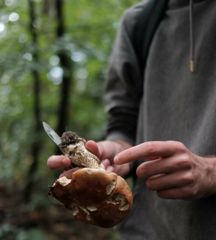 Sortie pédagogique champignons