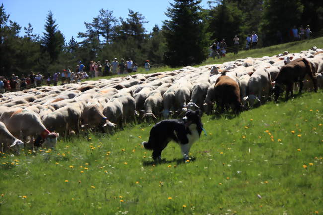 La route de la transhumance : étape à Allons