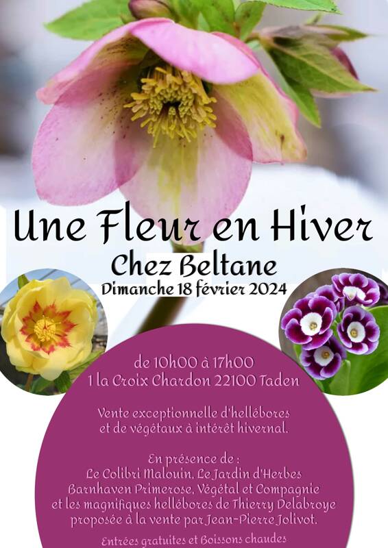 Une Fleur en Hiver