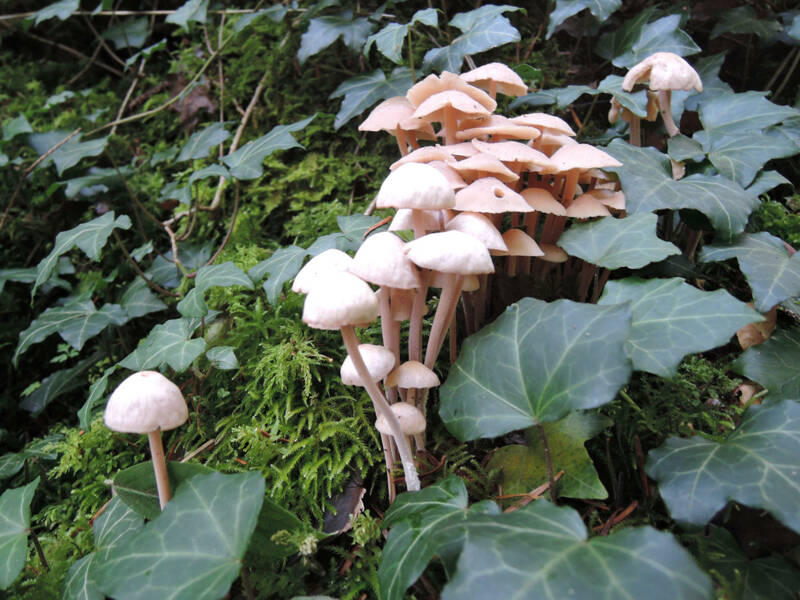 découverte des champignons en forêt