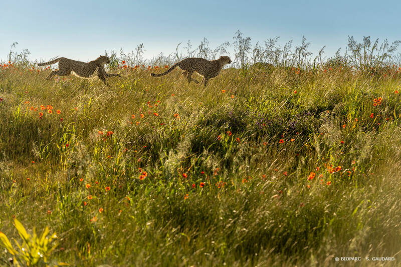 Course Nature du Bioparc