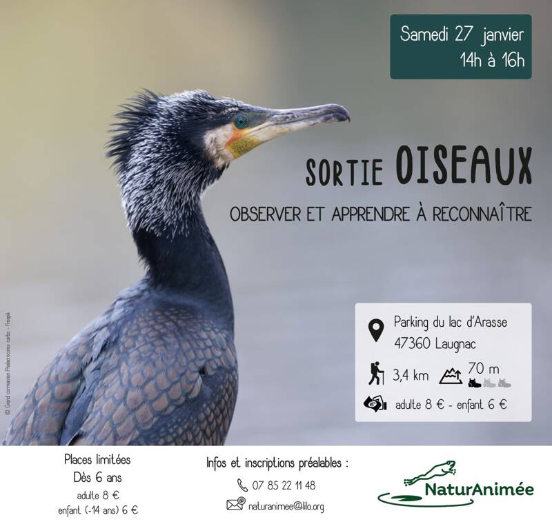 Sortie Oiseaux