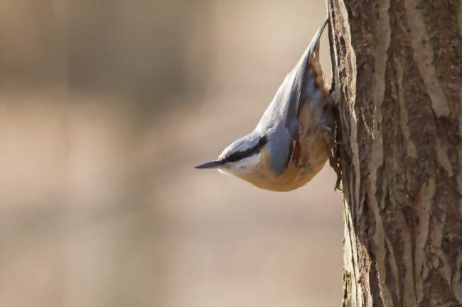 Observation des oiseaux du Bois des Gâts