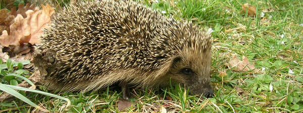 Opération Hérisson