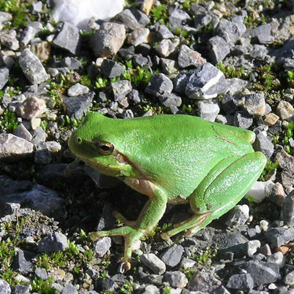 Choeur de grenouilles