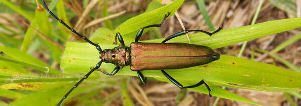 Au pays des insectes