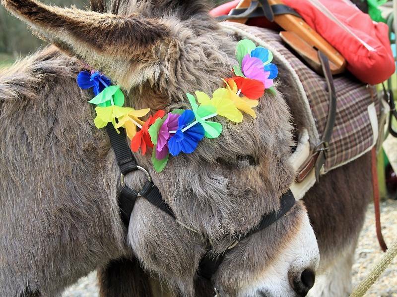 Carnaval et rallye photos avec les ânes