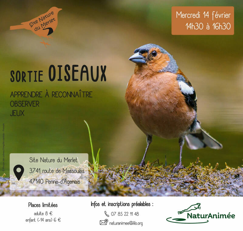 Sortie OIseaux