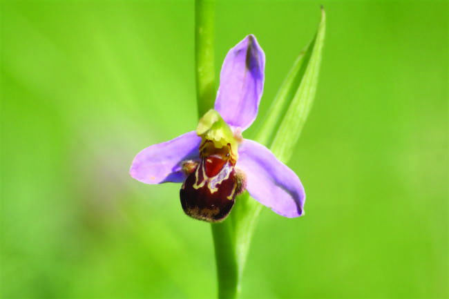 Les orchidées à l'honneur