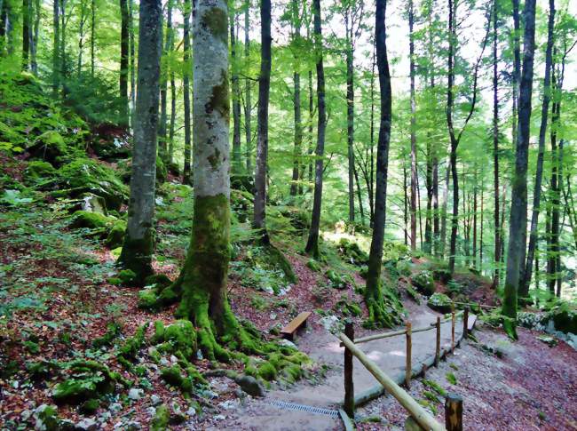 Randonnée Forêt de Berdoues