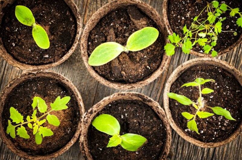 TROC DE PLANTES