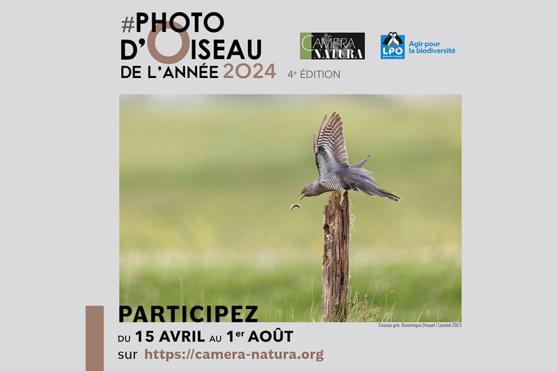 Concours Photo d'oiseau de l'année 2024