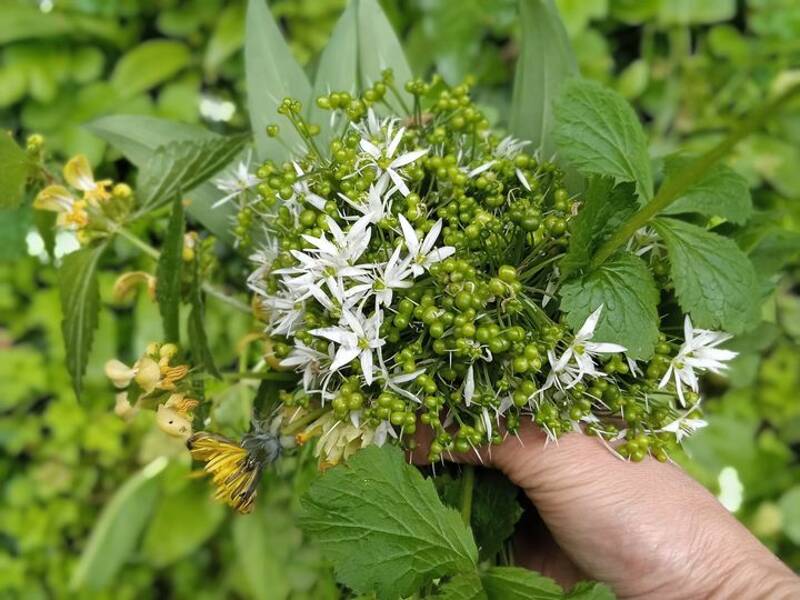 Cuisine de plantes sauvages