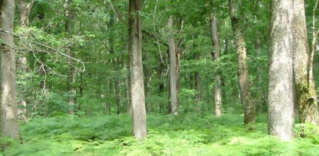 Visite de la forêt domaniale de Vouillé St-Hilaire - Les visites guidées de l’Office de Tourisme du Vouglaisien