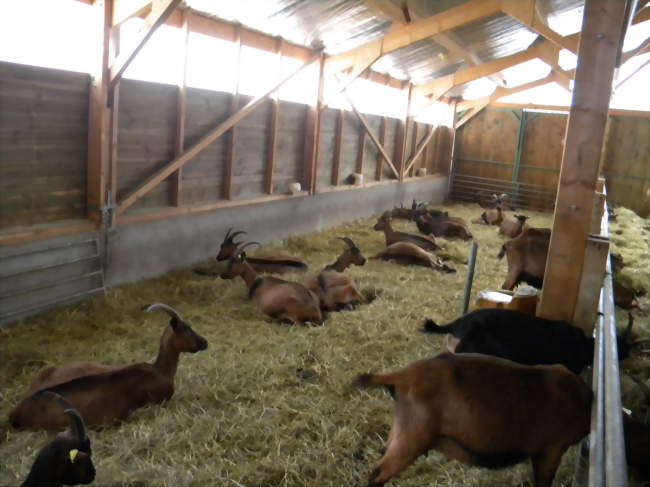 Visite d’une chèvrerie, avec traite des chèvres - Artisans et producteurs - Les visites guidées de l’Office de Tourisme du Vouglaisien