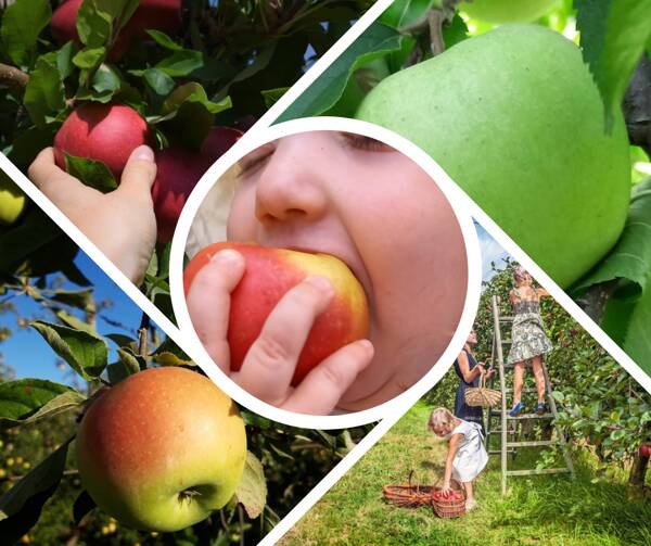 Cueillette de pommes au Verger à petits prix !