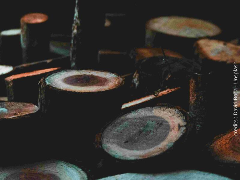 Joue la musique de la forêt - Atelier Nature Enfants